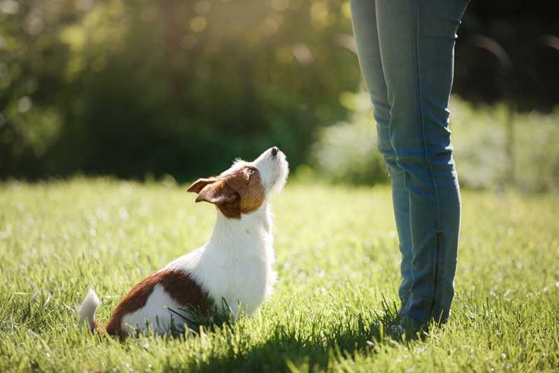 Nosework Training for Dogs That Builds Focus
