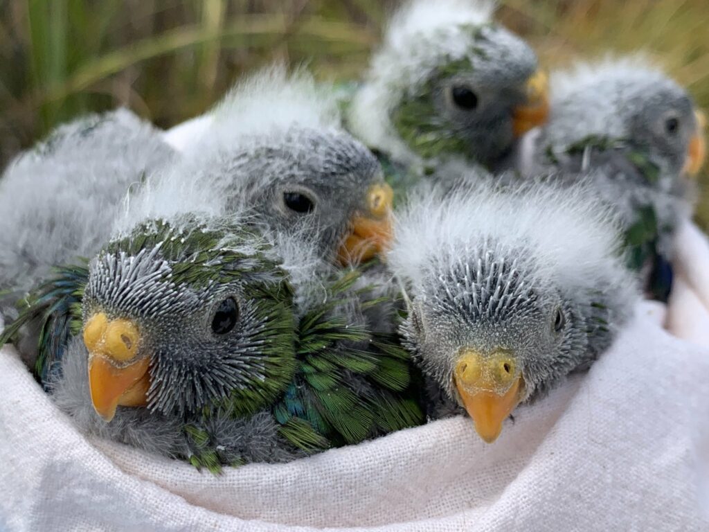Exotic Birds – Premium Care &amp; Support Amazing Birds Farm