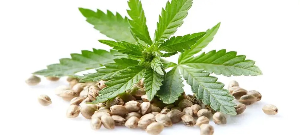 Clubs Cannabis Madrid – Marijuana Madrid Without Hassle