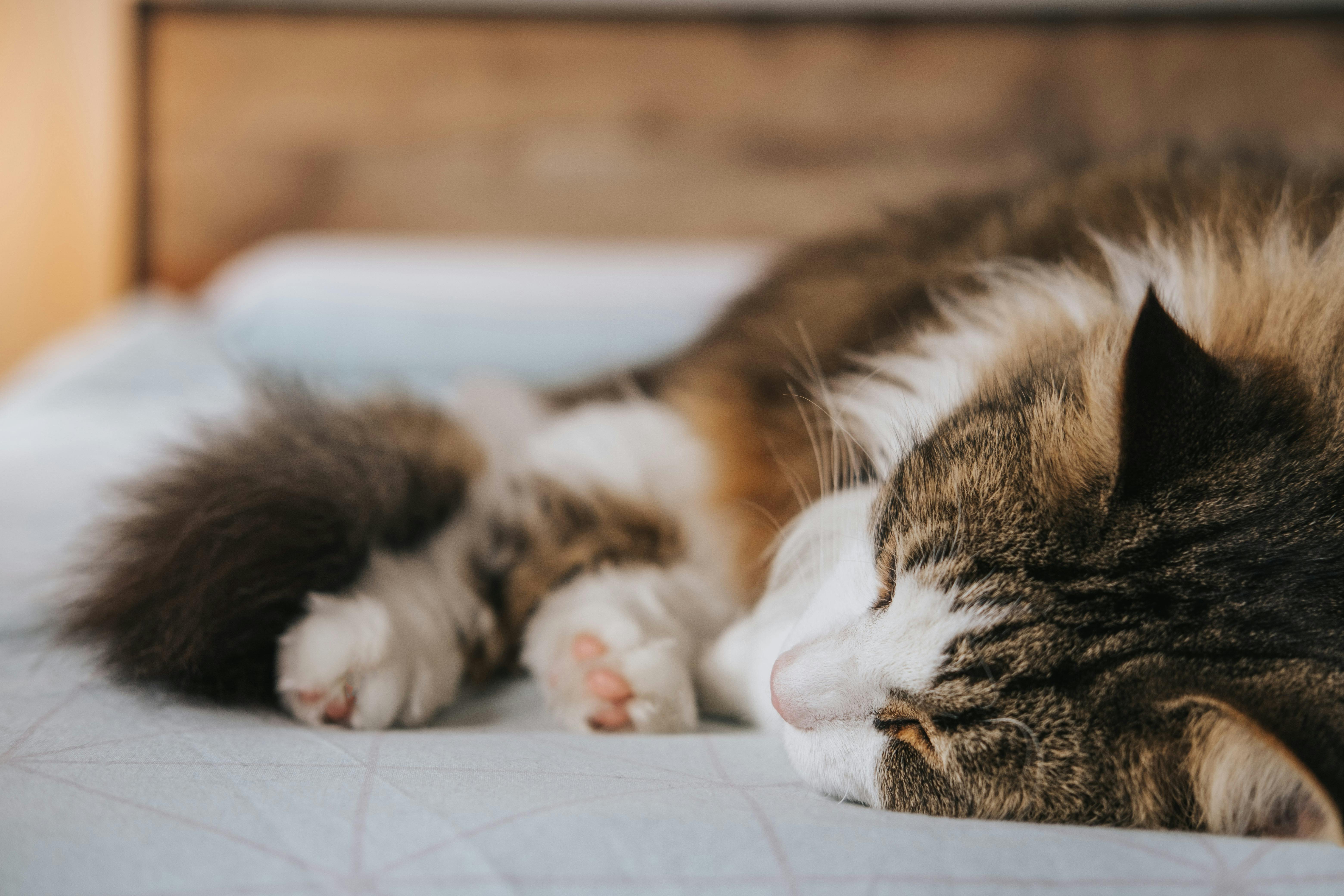 Adorable Maine Coon Kittens for Sale Bay Area – Reserve Your Kitten
