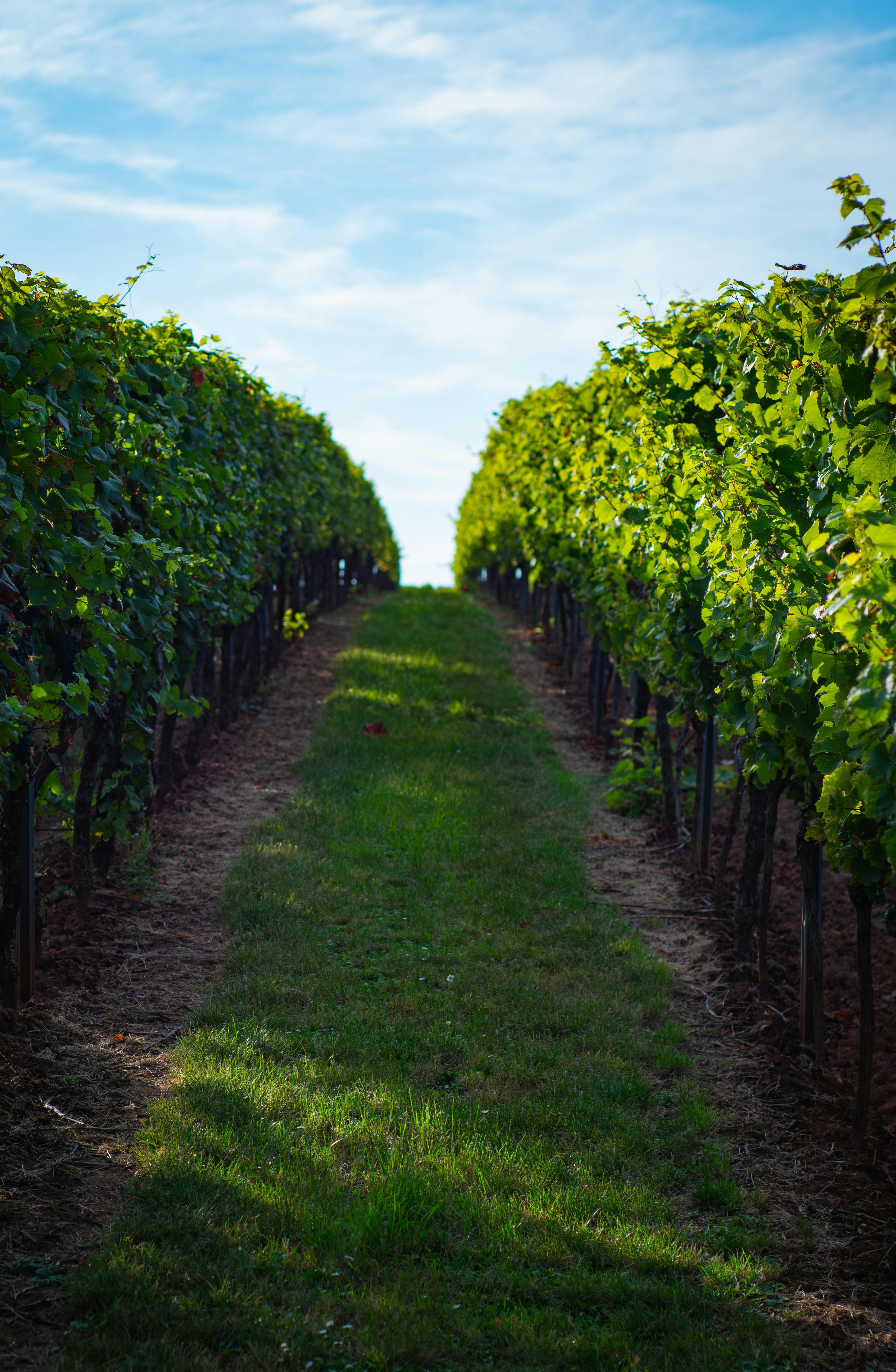 How to Plan a Perfect Trip to Sacramento Wineries