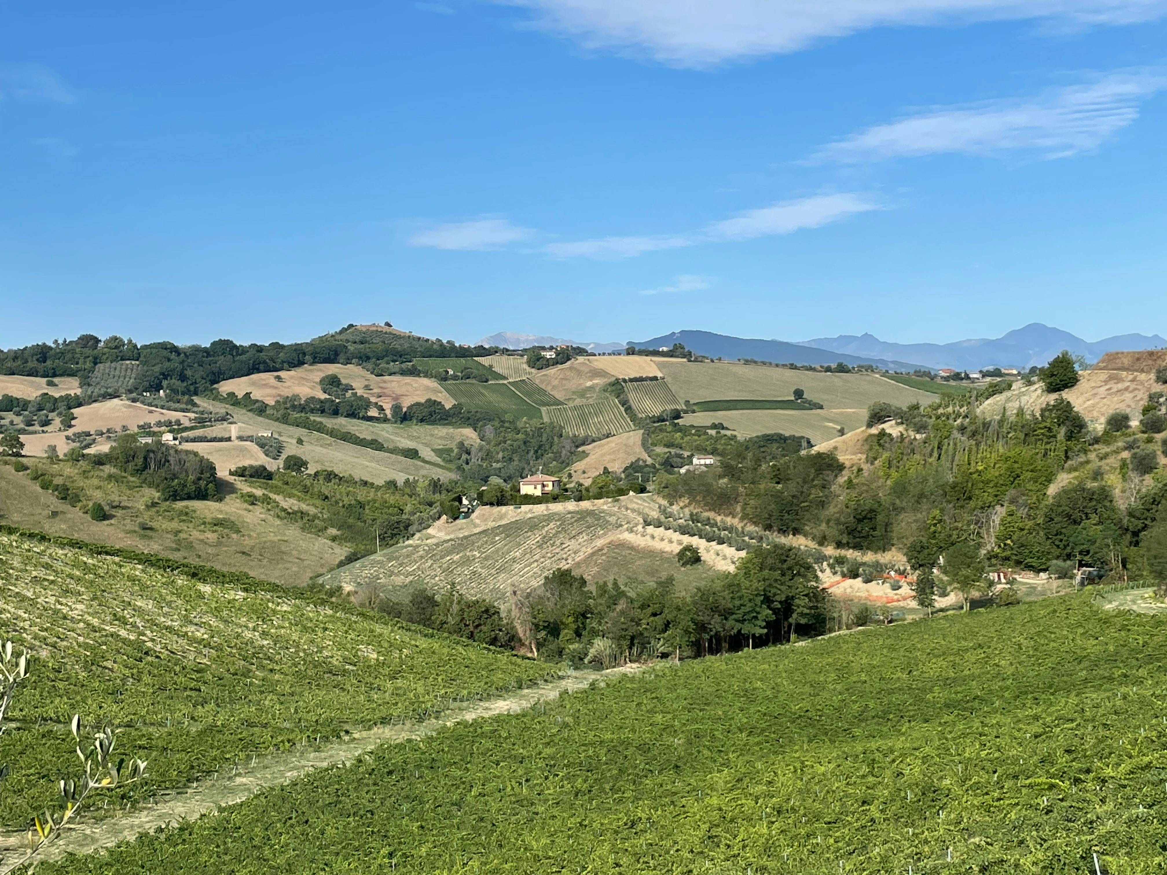Why Silt Wine Company Ranks Among the Best California Wineries
