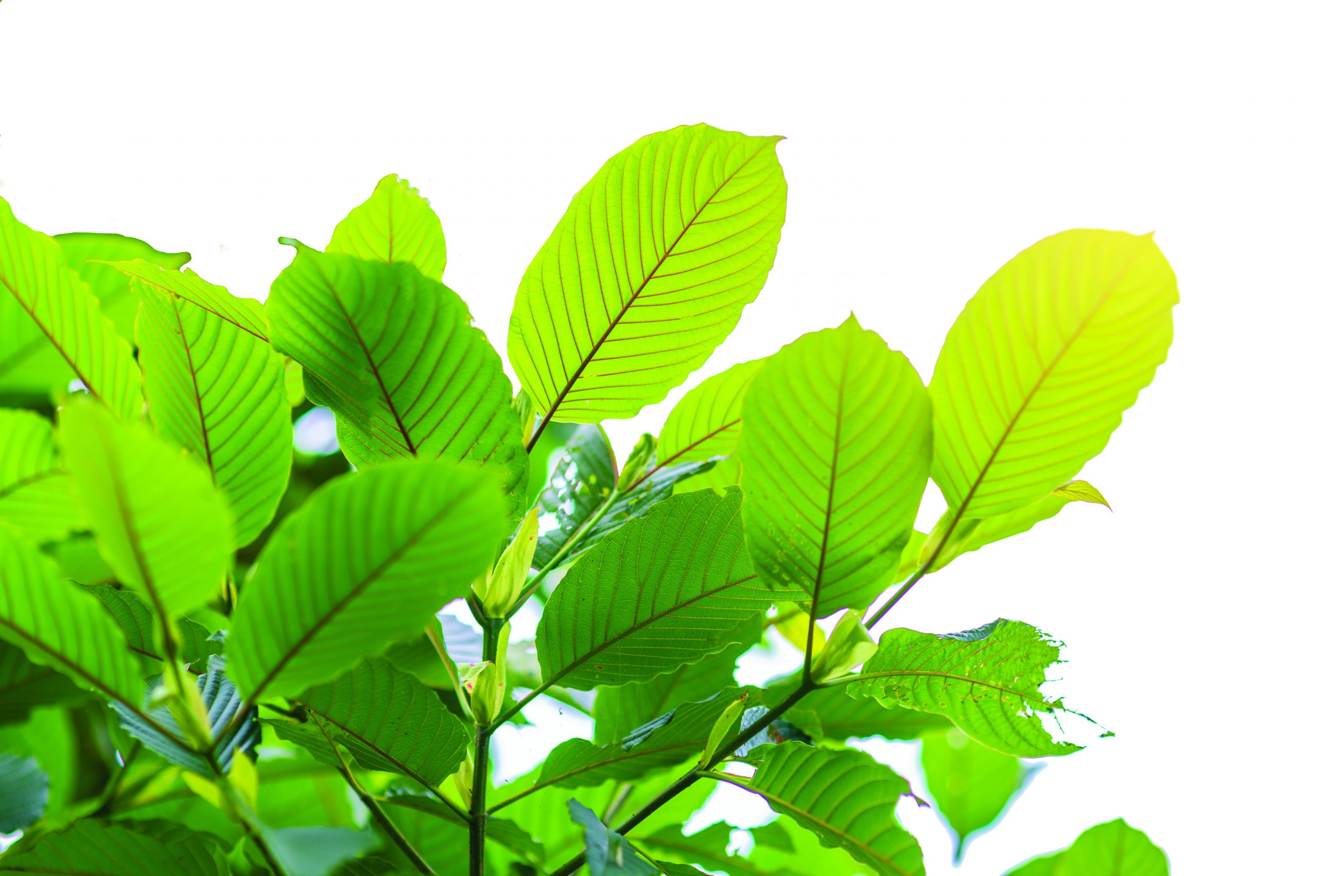 Traditional Thai Kratom Tea: Ancient Roots, Modern Vibes