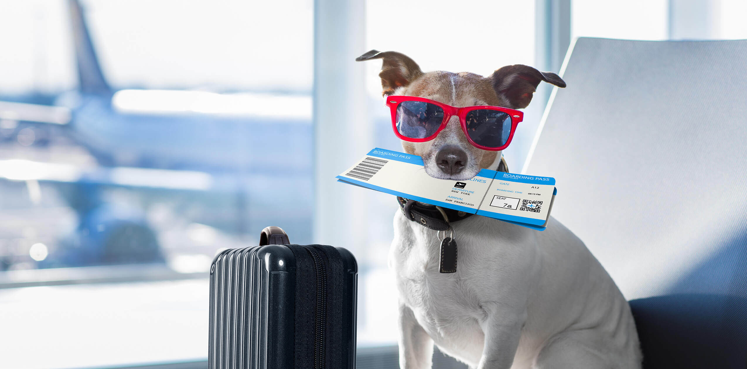 Get AHCs Fast Across the UK Using Vet Home Certs