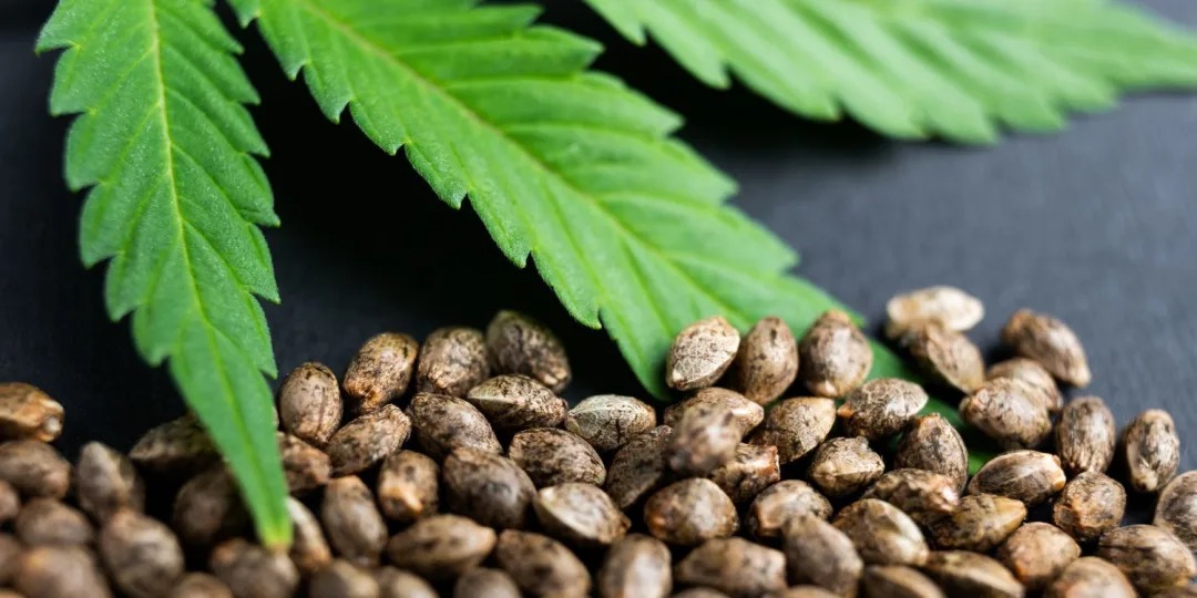 Black Truffle Strain – Premium BC Cannabis Delivered by Bud Cargo